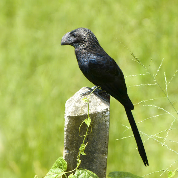 Spotting Image 1