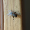 Fly