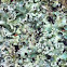 Lichen, korstmos