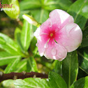 Madagascar Periwinkle