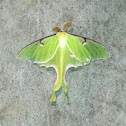 Luna moth