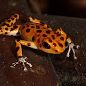 Strawberry Poison Dart Frog