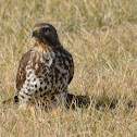 Red-shouldered Hawk (juvenile)