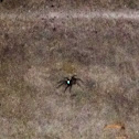 Wolf Spider