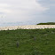 Australasian Gannet