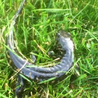 Spotted Salamander