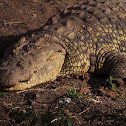Nile crocodile