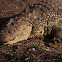 Nile crocodile