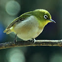 Japanese white-eye