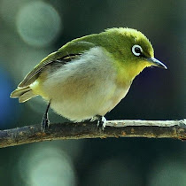 What's in 'Iolani's Backyard?