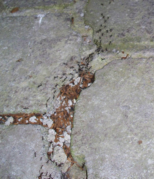 Spotting Image 1