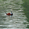 Ruddy Duck