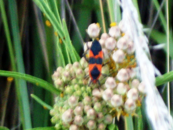 Spotting Image 1
