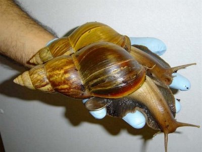 [caracolotes2.jpg]