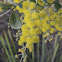Mount Morgan Wattle