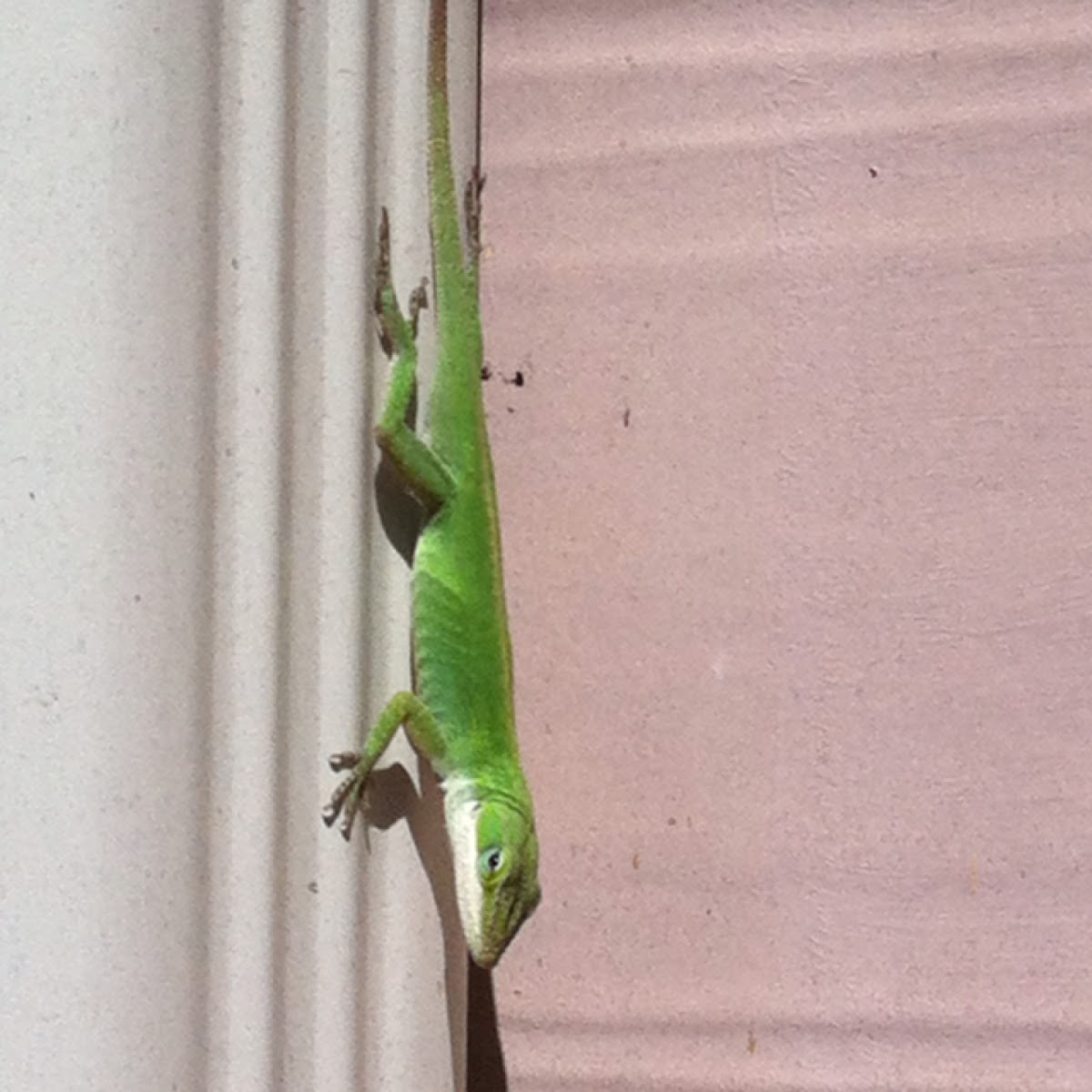 Green anole (Carolina anole)