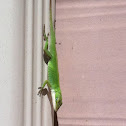 Green anole (Carolina anole)