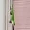 Green anole (Carolina anole)