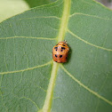 Ladybug Larva