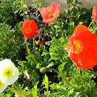 Iceland poppy