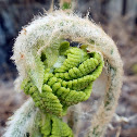 Ostrich Fern