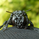 Carpenter bee 