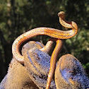 Golden-crowned Snake