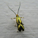 golden moth