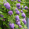 American Wisteria