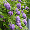 American Wisteria