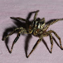 Pantropical Jumping Spider