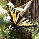 Western Tiger Swallowtail