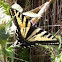 Western Tiger Swallowtail