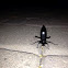 Darkling beetle