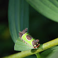 Insects of Florida