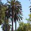 Palma Chilena