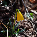 Yellow Mission Bells