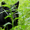 Black Bear
