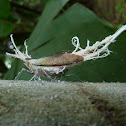 Fulgorid Planthoppers