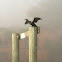 Cormorant