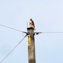 Red-tailed Hawk