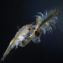 English: brine shrimp German: Salinenkrebs