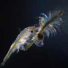 English: brine shrimp German: Salinenkrebs