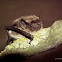 Particoloured bat