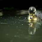 Mallard