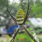 Argiope Orb-Weaver