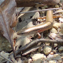 Brown Forest Skink