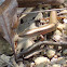 Brown Forest Skink