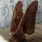 Polyphemus Moth