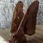 Polyphemus Moth